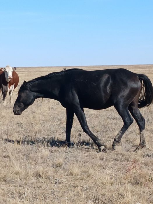 Құнан бие сатылады