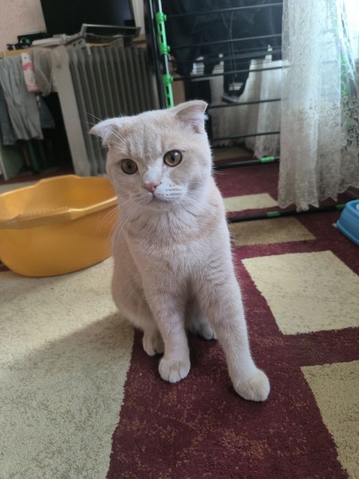 Mushuk sotiladi  Scottish Fold
