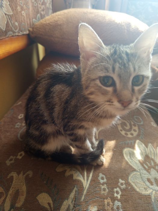 Отдам котенка в хорошие руки