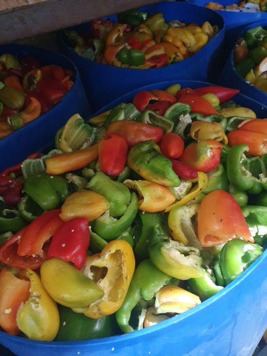 Перец сладкий светофор солёный