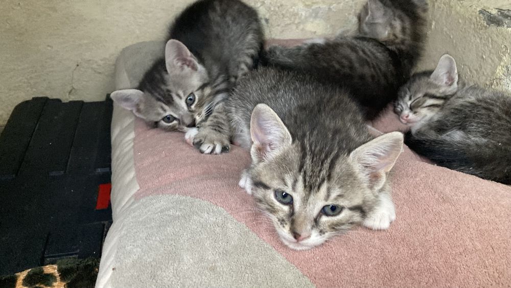 Adopție pisici mici