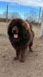 Mastiff tibetan pereche