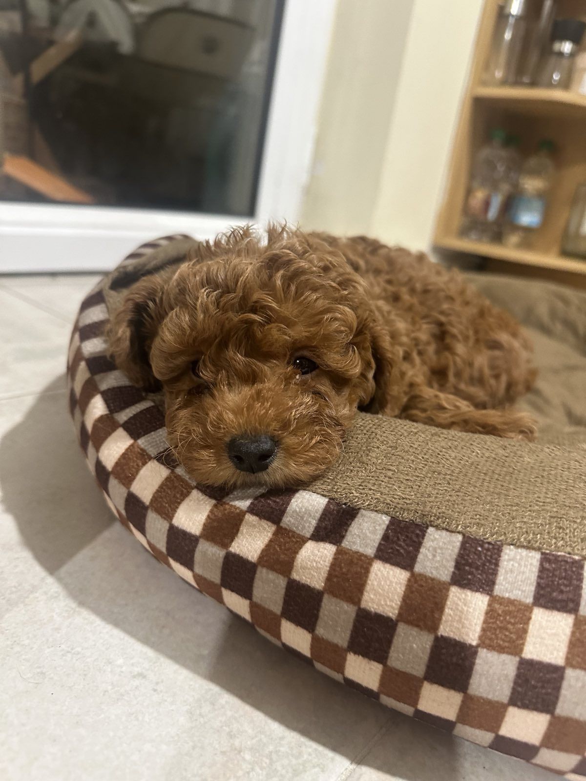 Poodle toy Пудел той