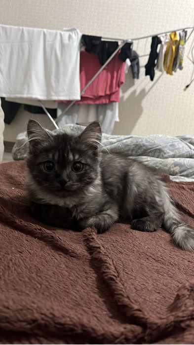 Котенок ищет семью