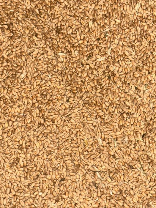 Grâu producție 2025