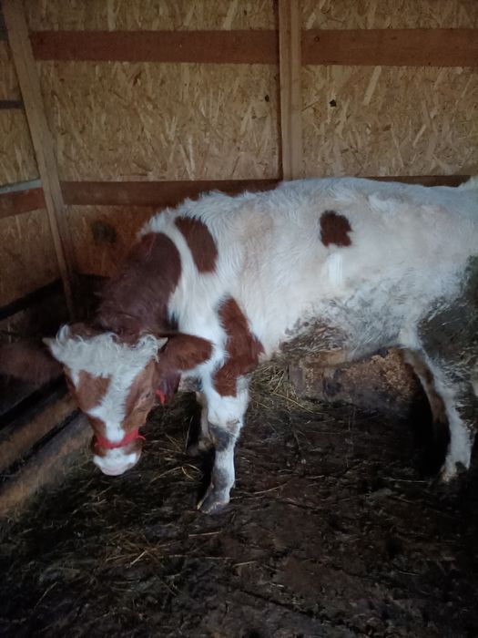 Vând vițel bălțat