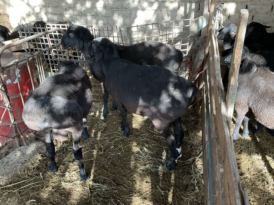Qöchqorla sotiladi. Qöy göshi 40-50 kg gacga tosh bosadi