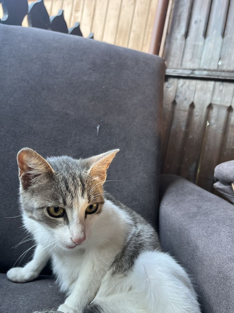 Ofer spre adoptie pisicuti