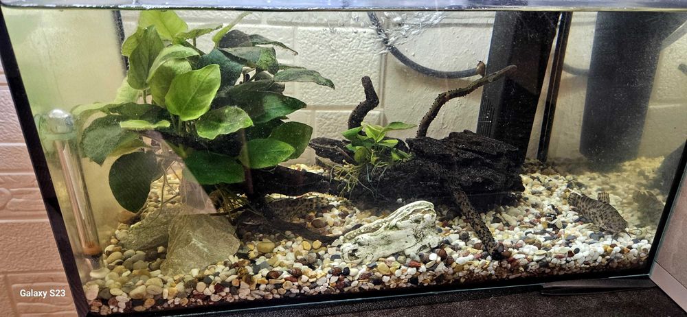 Аквариум със помпа