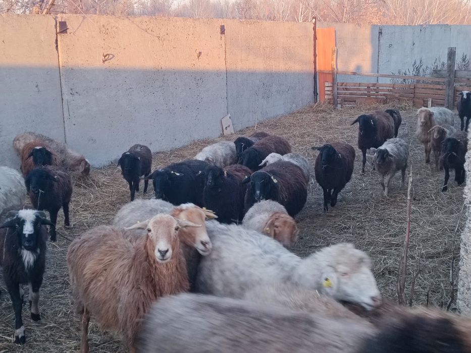 Продам баран, разные