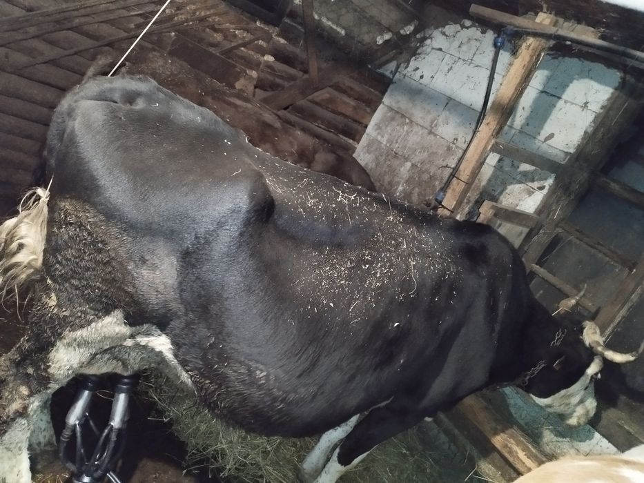 De vanzare vaca sau scumb