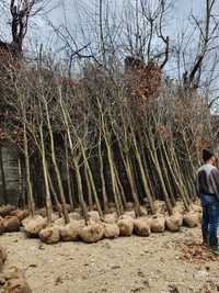 Stejari ornamental 4-5 metri