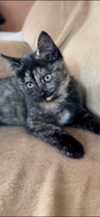 Отдам котенка в добрые руки