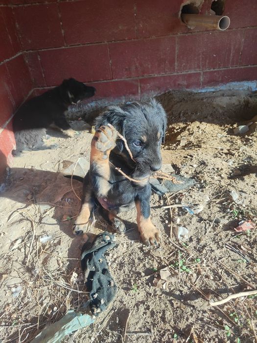 Щенки  просят помощь.