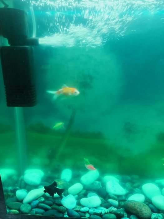 Аквариум сотилади баликчалари Билан 9 та балик размер акварум 90х50х20