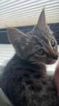 ласковый котик ищет дом