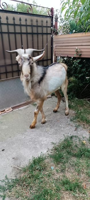 Tap metis de vanzare