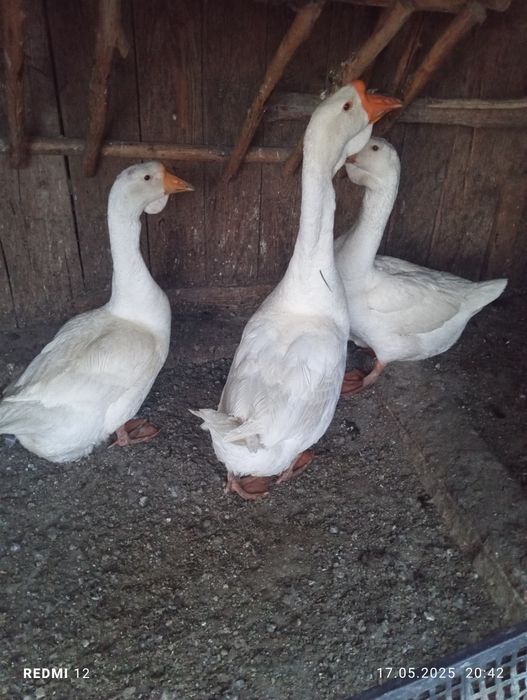 Gâște chinezești