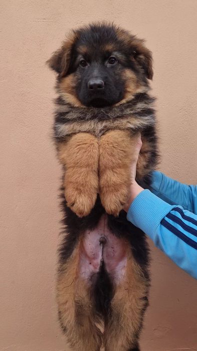 Pui ciobanesc german