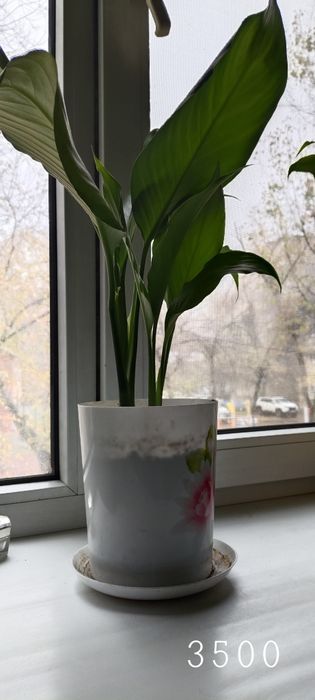 Комнатные растения и цветы