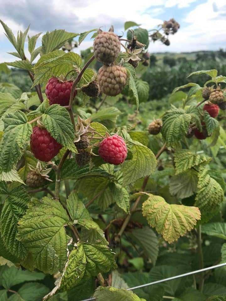 Drajoni de zmeură și butași Mure