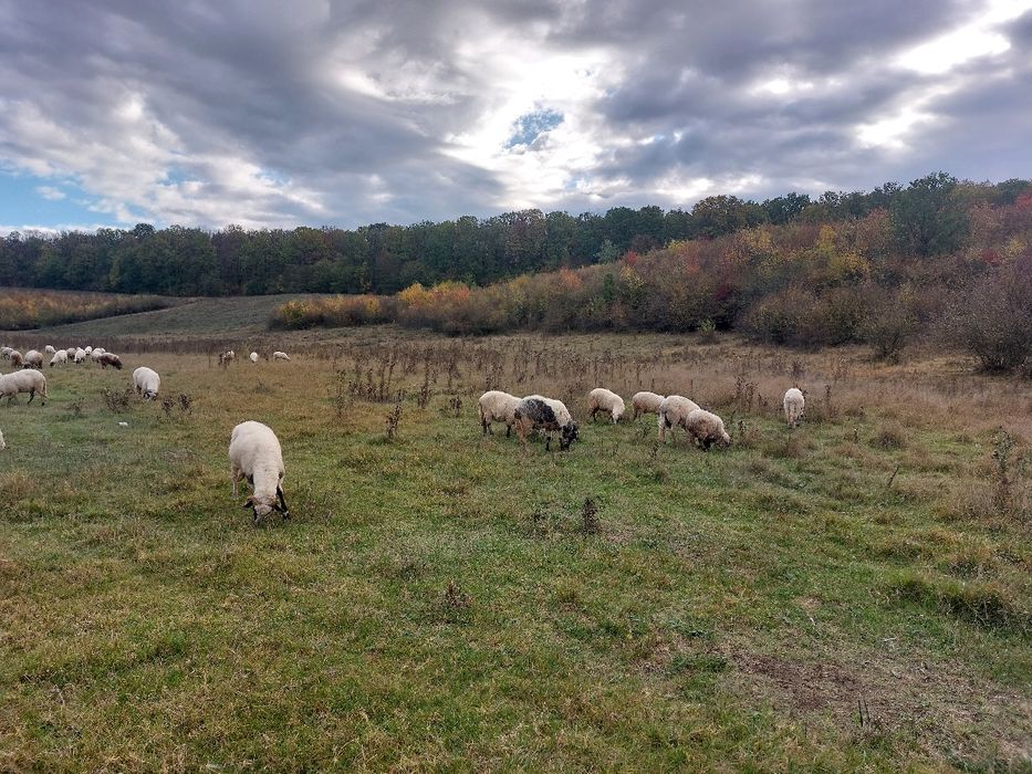 Oi Țurcane Breze Grase