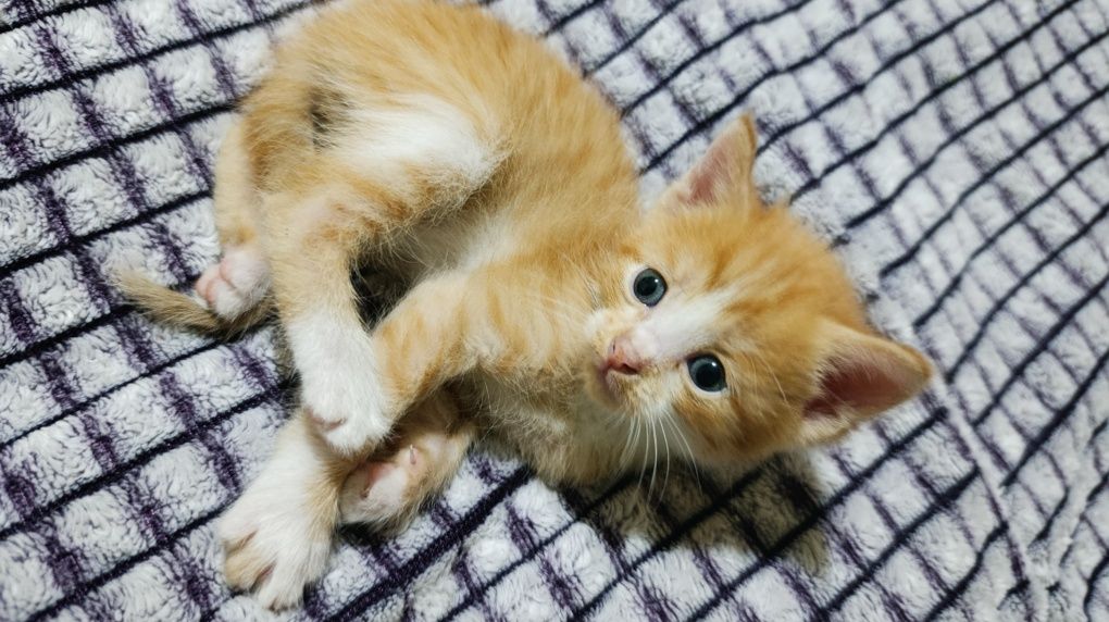 ласковые котятя срочно ищут дом