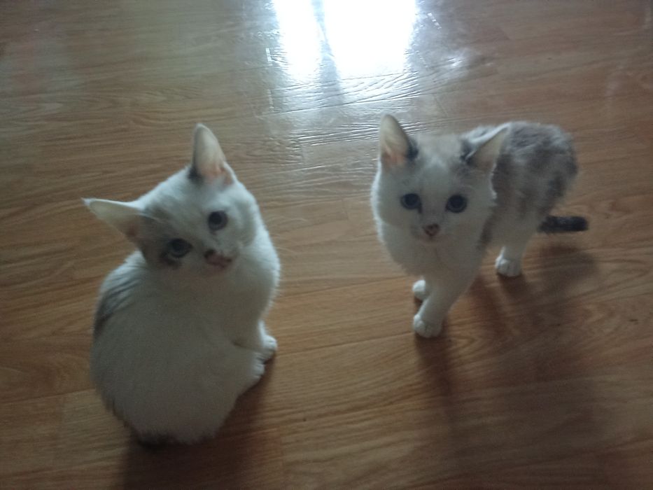 Отдам в добрые руки