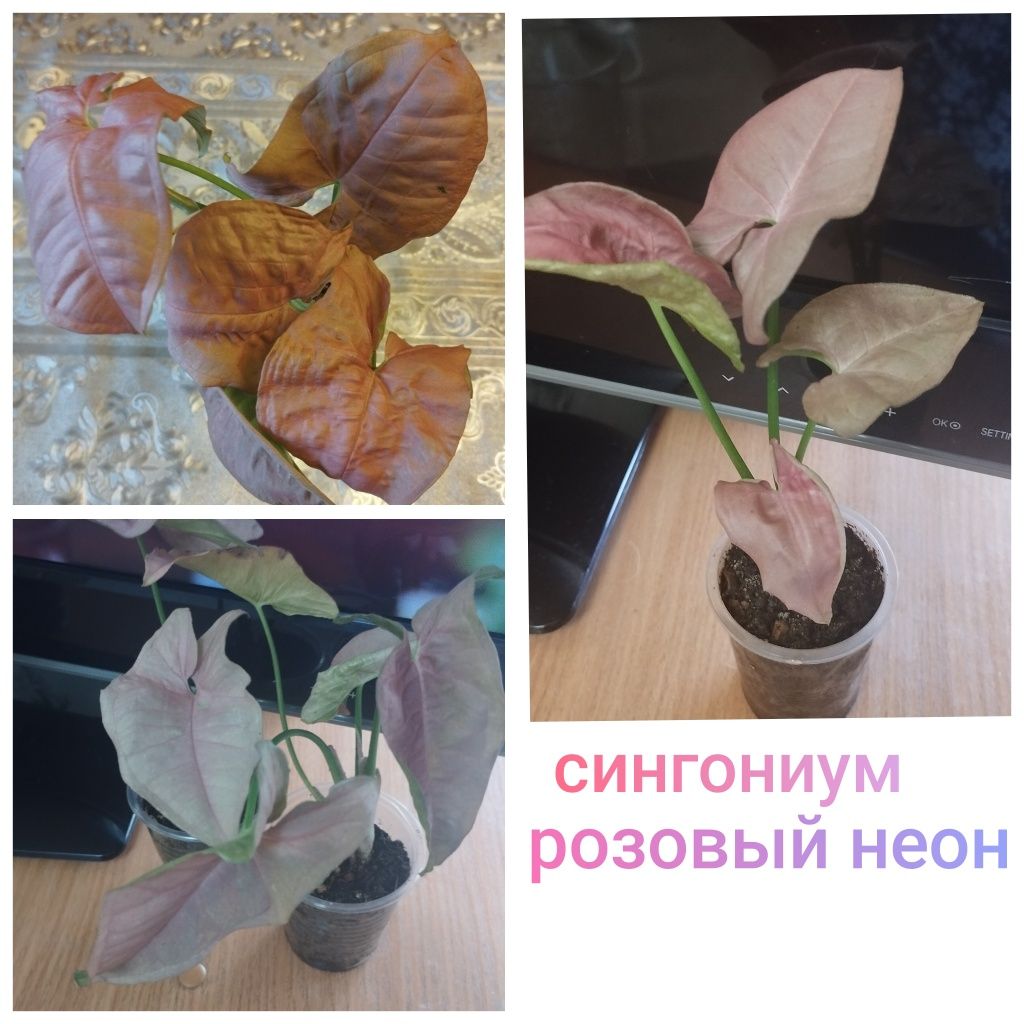 Сингониумы продам