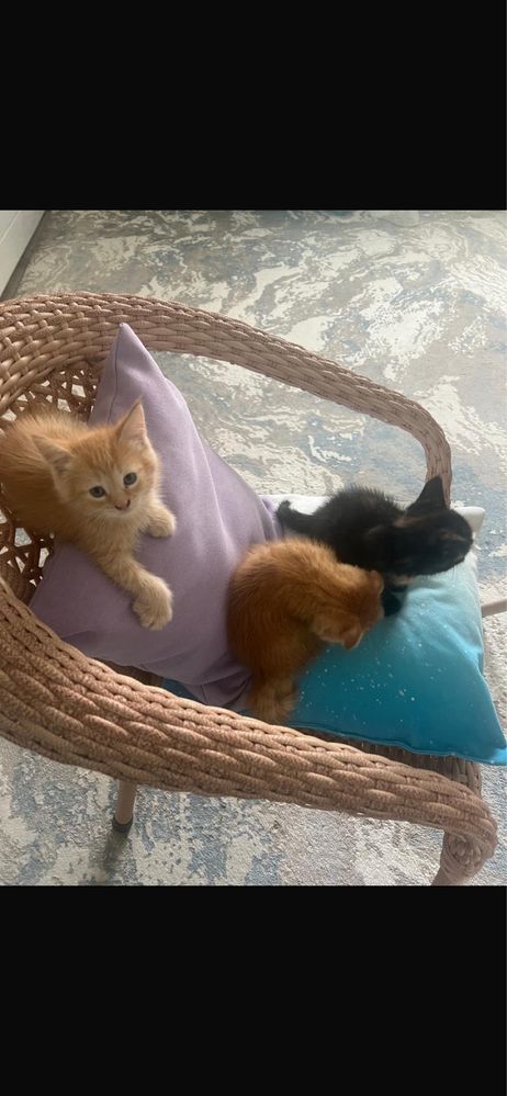 Котята породистые