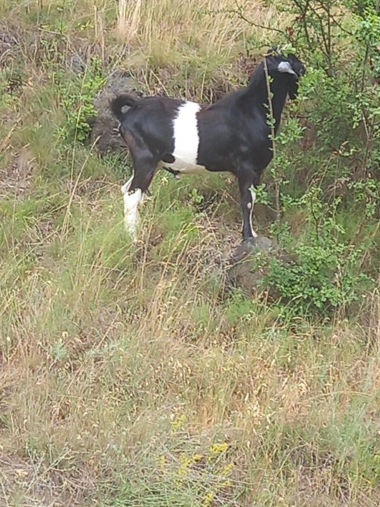 Vând  țap de 1 an și 4 luni de rasă anglonubian.