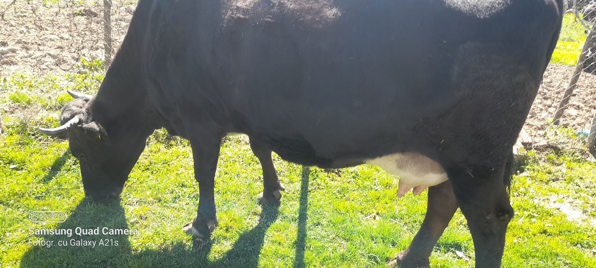 Vaca de vanzare gestanta