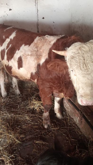 Vând taur bălțat cu roșu