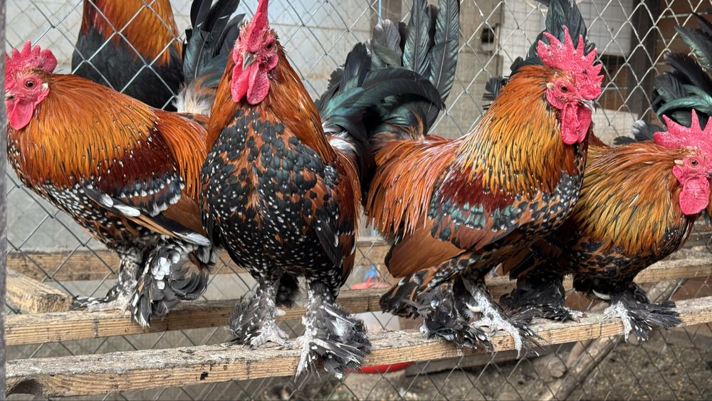 Mii de flori auriu portelan pe rosu