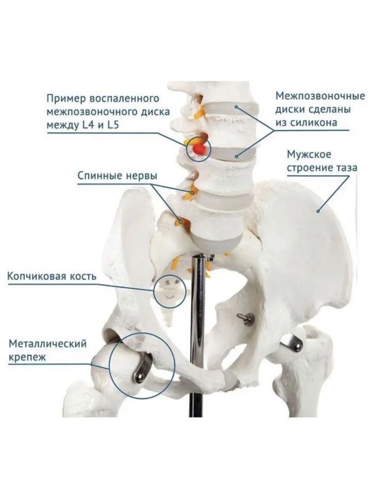 Макет "Скелета человека анатомический 170 см"