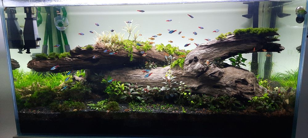 Amenajare, întreținere acvarii