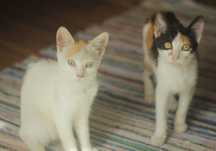 Pisici spre adoptie