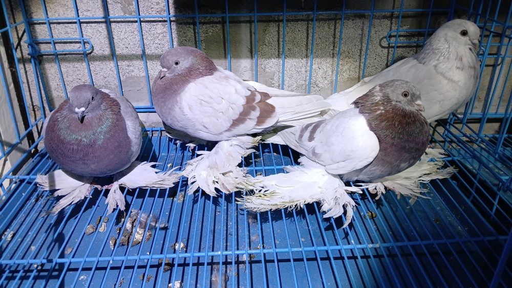 Продам Голубей разной масти