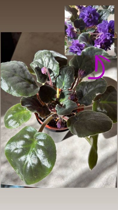 Домашние цветы  фиалки