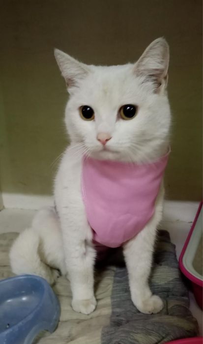 Кошка Белочка в добрые руки