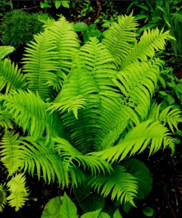 Садовый папоротник