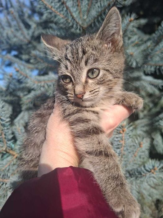 Котята в хорошие руки