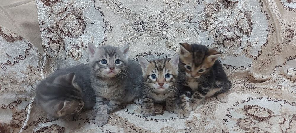 Продаем Бенгалов чистых и смешанных 1 млн ( скидка есть ) 1,5- 2 месяц