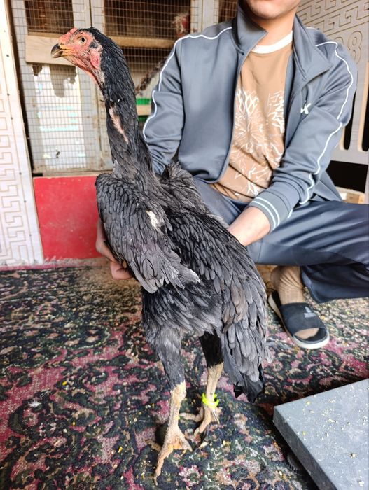 Privaznoy toza o shamo makyonla sotiladi