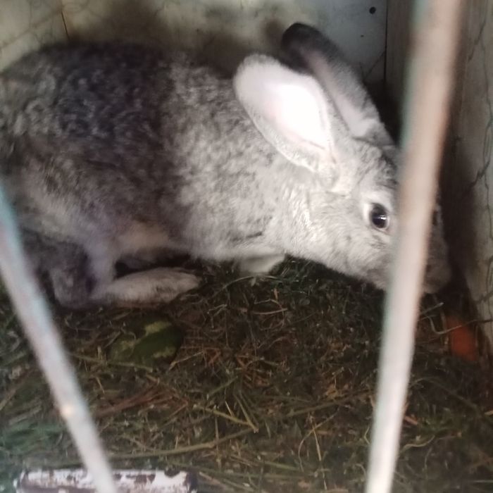 Киёнлар сотилади