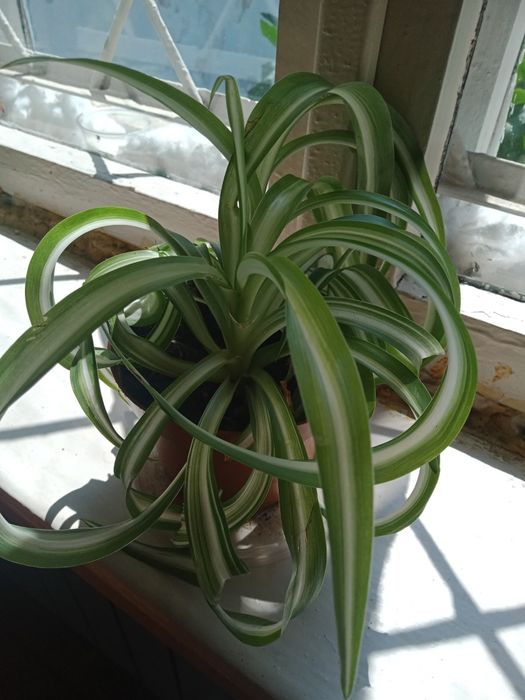 Комнатные цветы. Реальная цены.