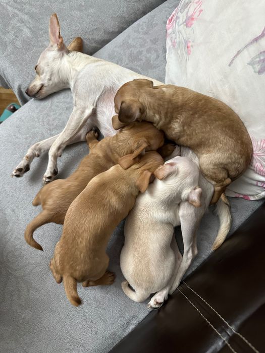 Продавам сърнисти пинчери