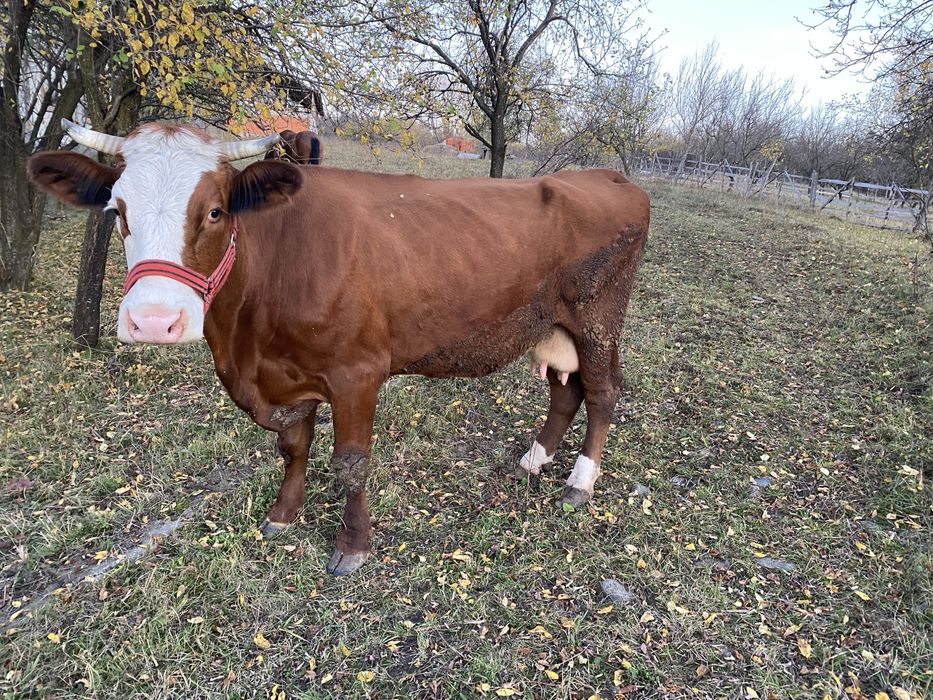Vacă băltata romanească !