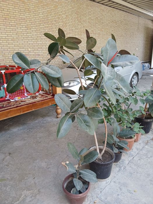 Продаются комнатные и офисные цветы ...