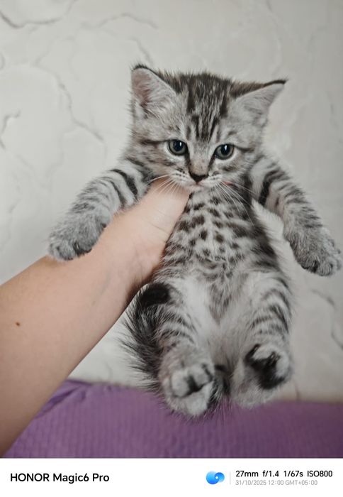 продам милого котенка